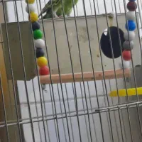 مرغ عشق ماده