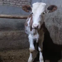 گوساله نر