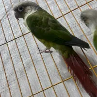 گیرینچیک دوعدد رام دستی فول