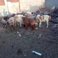 بره نر مناسب قربانی