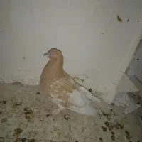 کله زرد و سوسنی