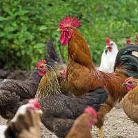 فروش مرغ محلی