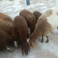 بره سبک وزن جمی۳۰ کیلویی