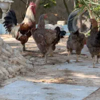 مرغ و خروس