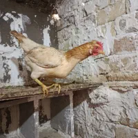 مرغ