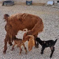 بز پاکستانی سه قلوزا همراه با دوکهره تکاوری