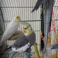 عروس هلندی