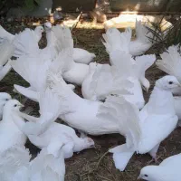 کبوتر