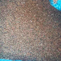 تخم شبدر درجه یکه یک