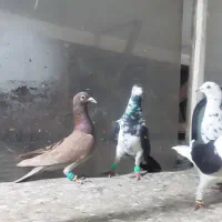 پرنده پرشی  ی بوم
