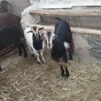 بزو بزغاله