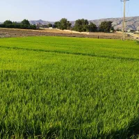 بذر شلتوک چلتوک درجه یک