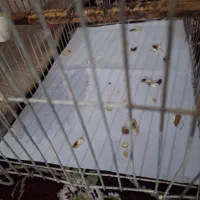 جوجه قناری باغی سه عدد با هم
