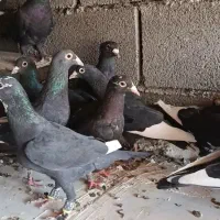 پلنگ کرمانی