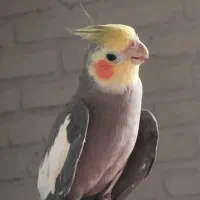 عروس هلندی