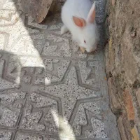 خرگوش زرنگ و با هوش
