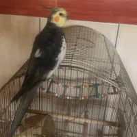 عروس هلندی نر