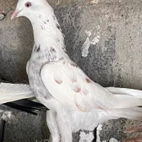 کفتر سار