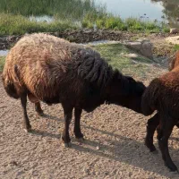 قوچ|حیوانات مزرعه|خوشاب, |دیوار