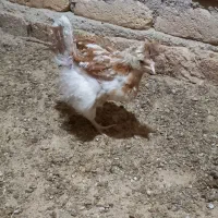 رایگان