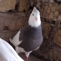 کفتر طوقی ماده سرکه ای پشته آجری