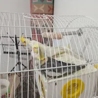۳عددعروس هلندی دوتاش نر یک ماده
