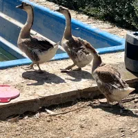 فروش قو غاز و دوعدد مرغ