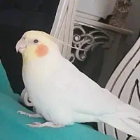 عروس هلندی گمشده در نظراباد