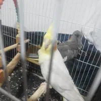 عروس هلندی نژاد دار نرسخنگو ودستی