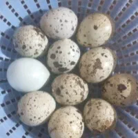 فروش تخم
