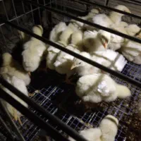 فروش جوجه گوشتی راس