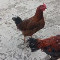 مرغ محلی تپل