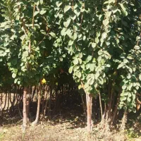 نهالستان رویال رونق