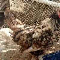 فروش  خروس محلی و مرغ محلی تخم گذار
