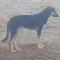 سگ گرگی