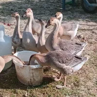 قوغاز