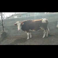 گاو سیمینتال   آبستن ماه اخر