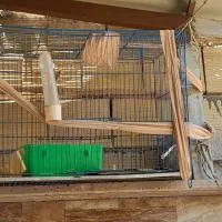 2 عددقفس پرنده سالم