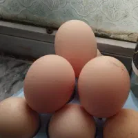 15عدد تخم مرغ برهما نطفه دار+مرغ کرچ هم موجود است