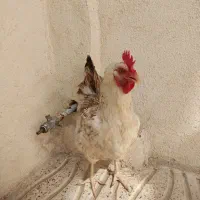 مرغ تخمگذار