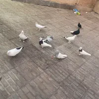 دم سفید|پرنده|بم, |دیوار