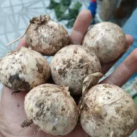 خریدار موسیر