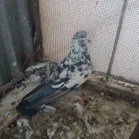 کفتر تهرونی و اصفهانی