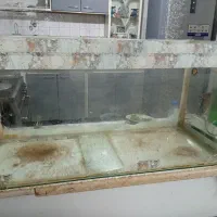 آکواریوم