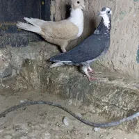 کبوتر