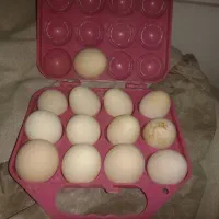 تخم نطفه دار برهما