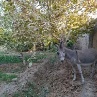 فروش الاغ یا خرماده