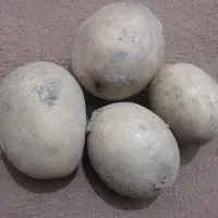 سیب زمینی بذری