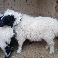 گوسفند نر