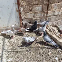 ساده شامی اوقون سار دم سفید مینا